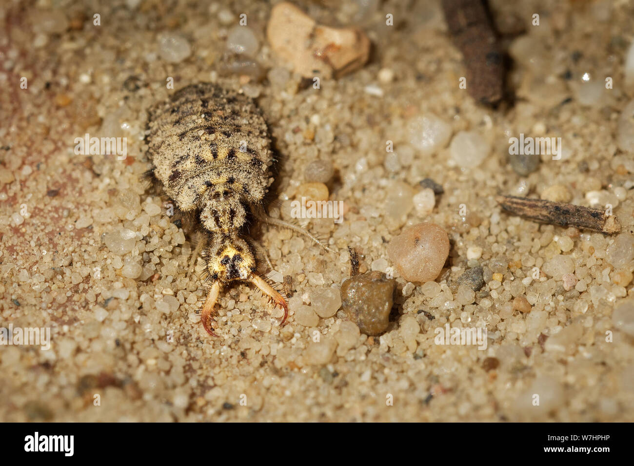 Myrmeleonidae - Antlion  insect in the family Myrmeleontidae, known for the fiercely predatory habits of their larvae, which in many species dig pits Stock Photo