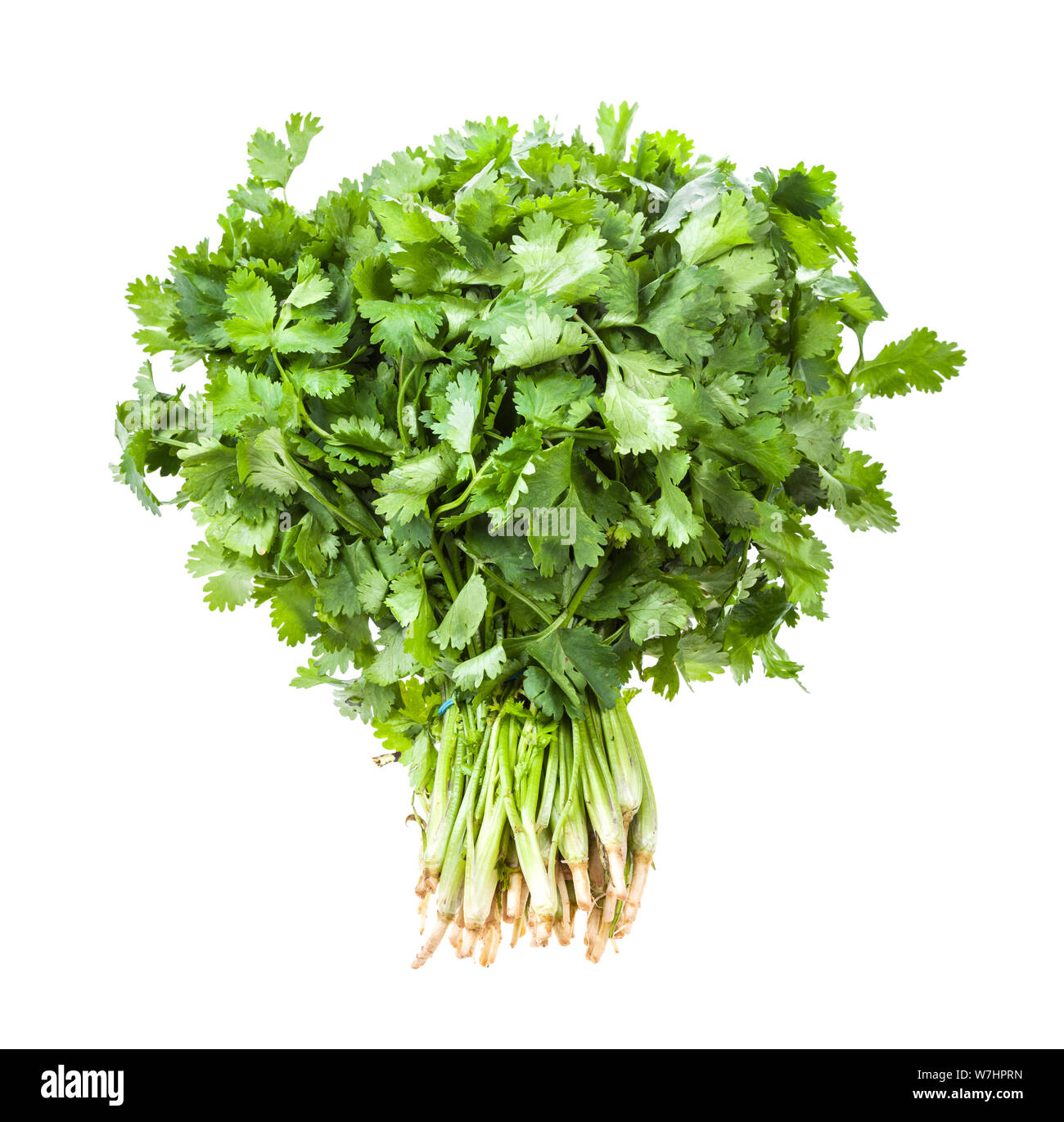 big bunch of fresh green cilantro herb isolated on white background Stock Photo