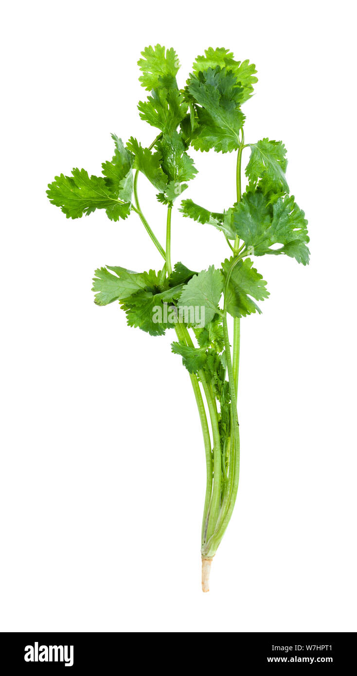 twig of fresh green cilantro herb isolated on white background Stock Photo