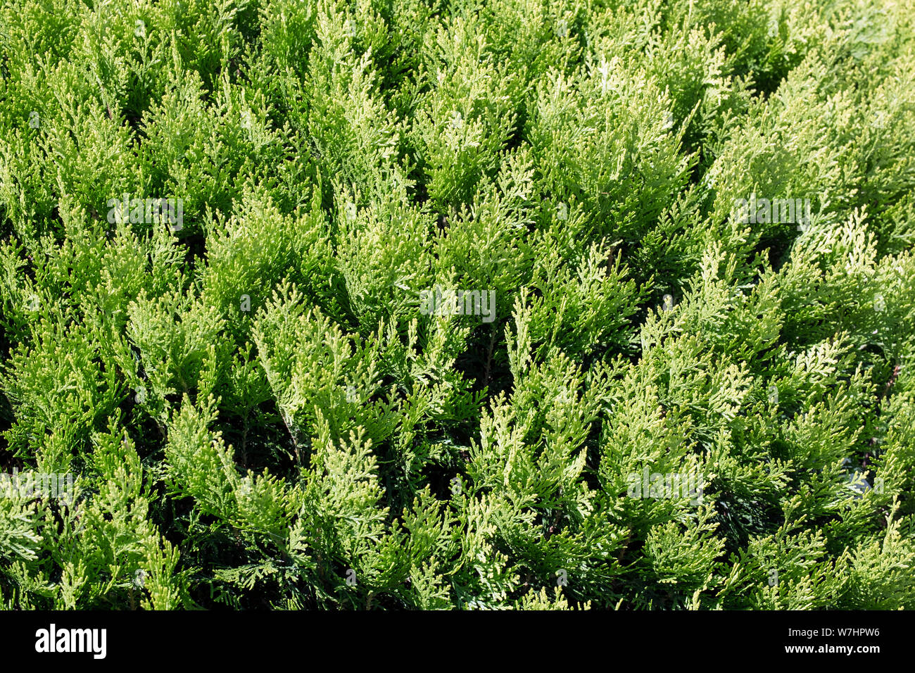 Thuja texture. Close-up of green thuja branches Stock Photo