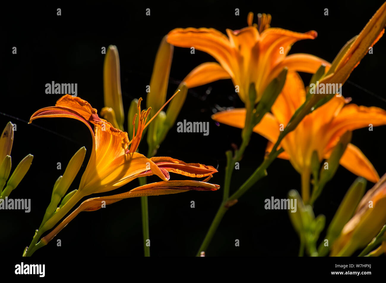 Vibrant orange Asian Lilies on black background (Lilium) Stock Photo