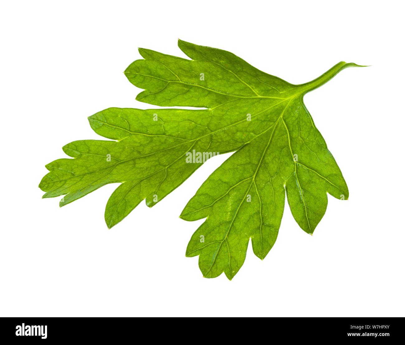 green leaf of fresh parsley herb isolated on white background Stock ...
