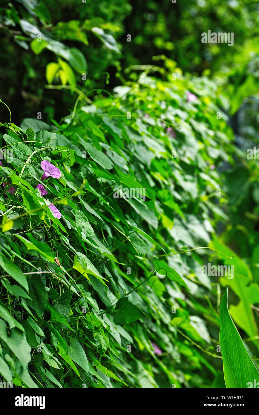 Purple morning glory vine flowers Stock Photo Alamy