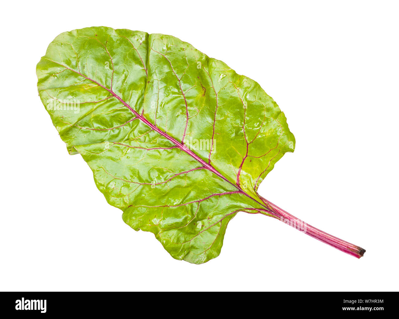 wet beet top isolated on white backgrounds Stock Photo