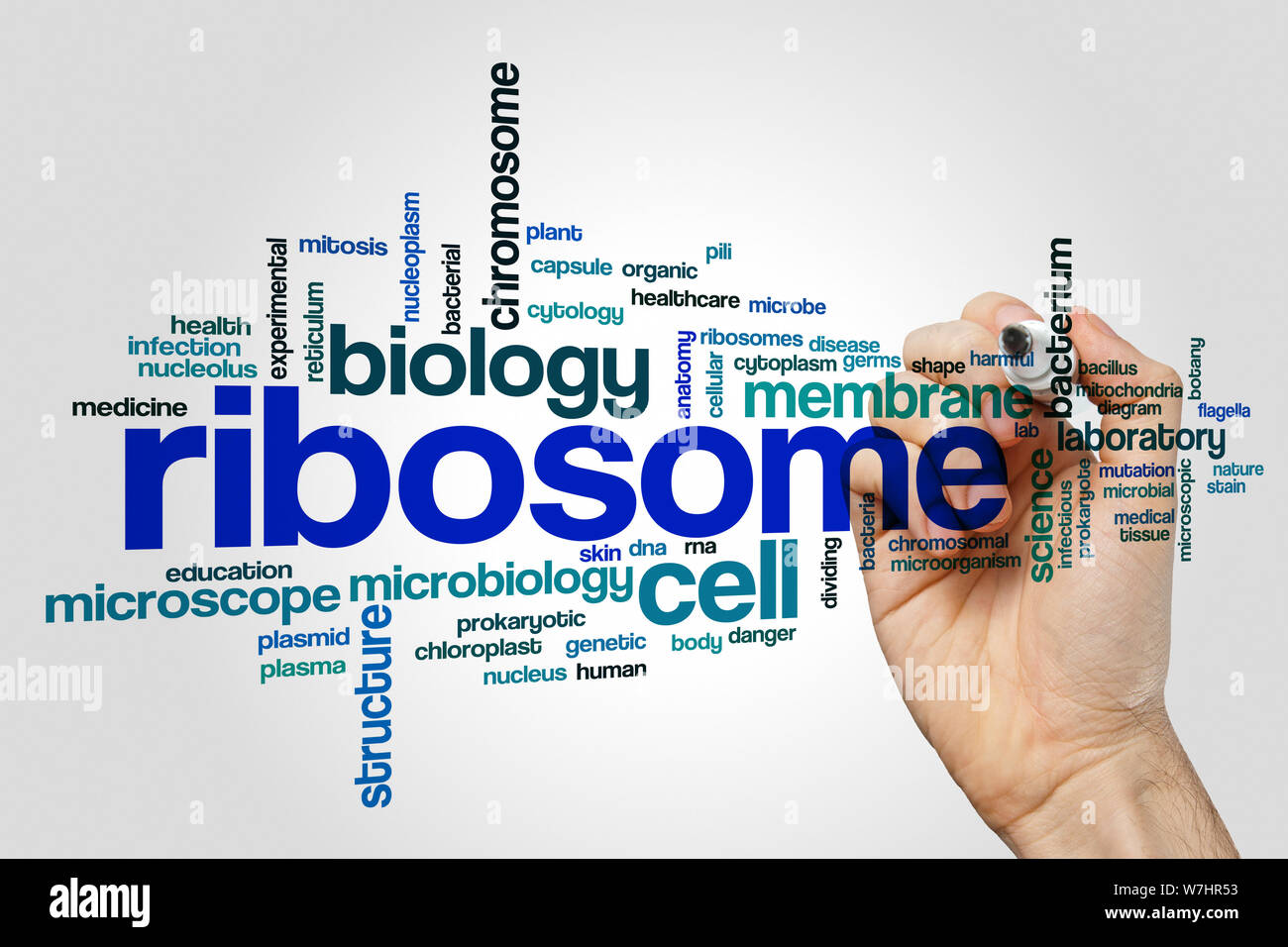 Prokaryote ribosome hi-res stock photography and images - Alamy