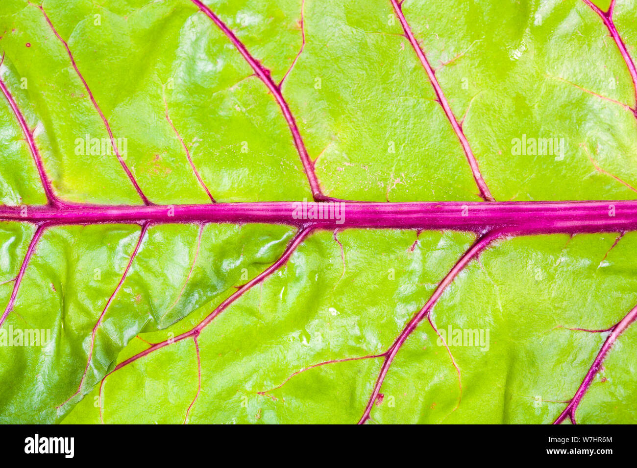 natural background - wet natural leaf of garden beet close-up Stock Photo