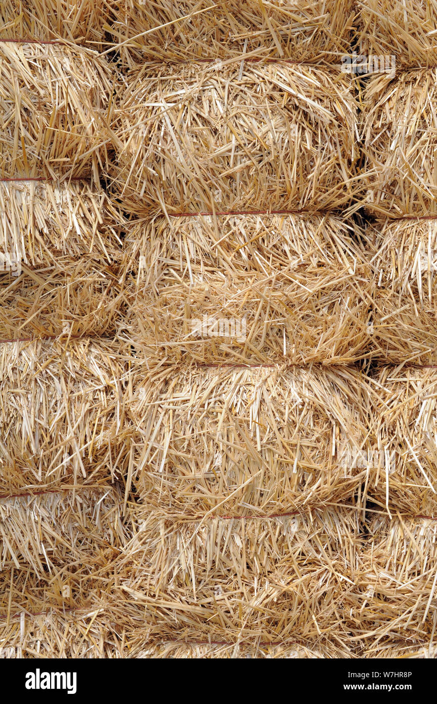 https://c8.alamy.com/comp/W7HR8P/bunches-of-hay-in-market-for-background-decoration-W7HR8P.jpg