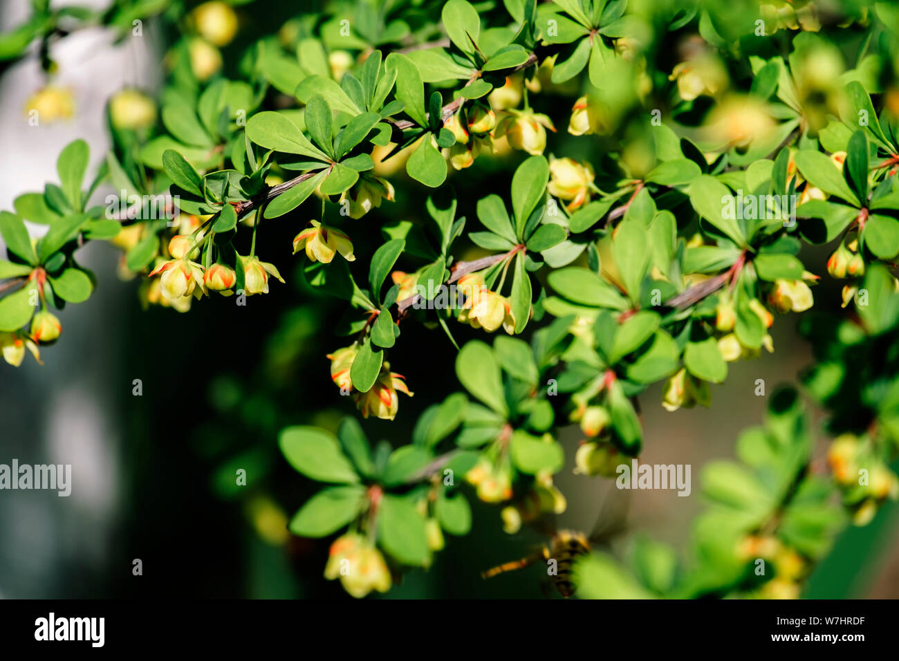 Young spring leaves and flowers of Japanese barberry (Berberis thunbergii) Stock Photo