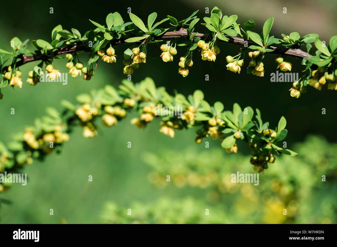 Young spring leaves and flowers of Japanese barberry (Berberis thunbergii) Stock Photo