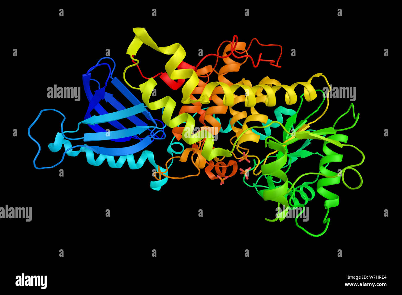 Myotubularin-related protein 2 is a protein that in humans is encoded by the MTMR2 gene. Mutations in this gene are a cause of Charcot-Marie-Tooth dis Stock Photo