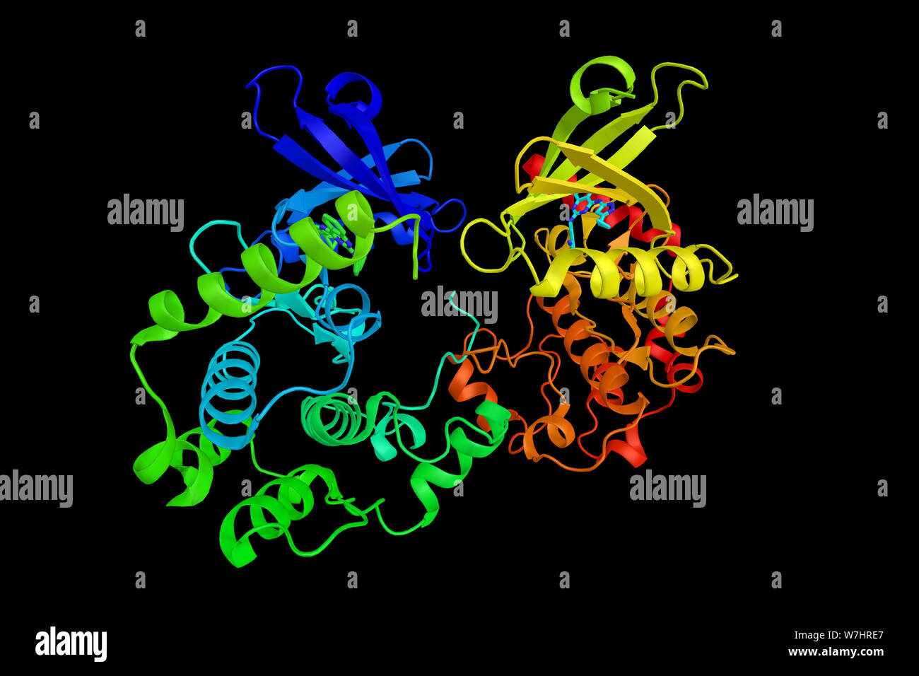 Serine/threonine protein kinase MST4, a protein which localizes to the Golgi apparatus and is specifically activated by binding to the Golgi matrix pr Stock Photo