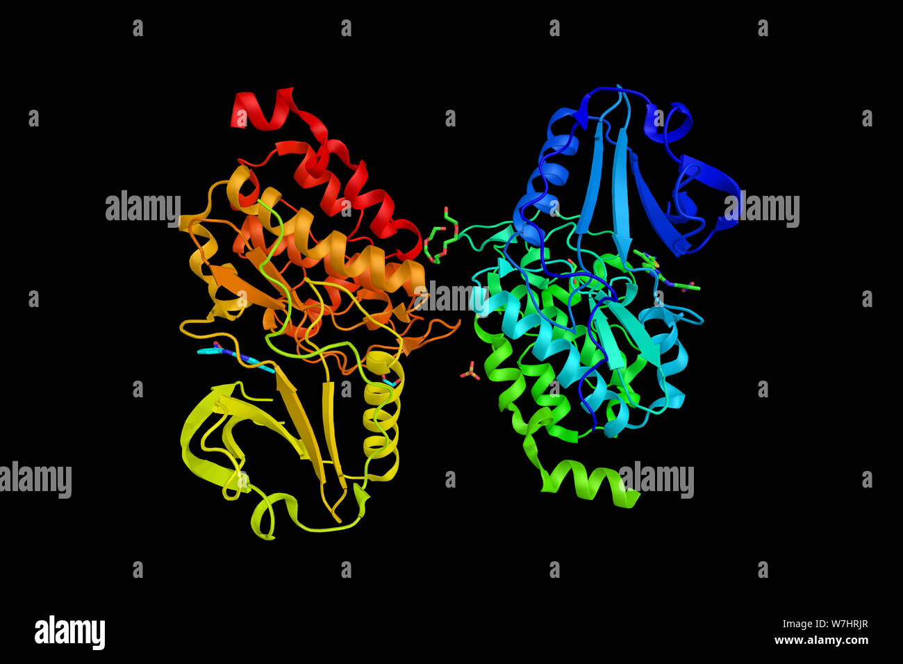 Myosin light chain kinase 4, an enzyme involved in protein amino acid
