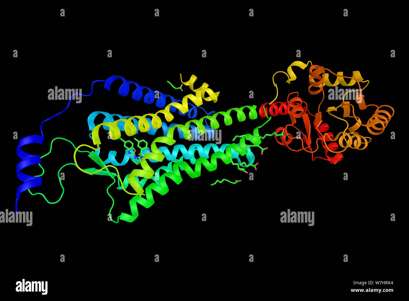 Orexin receptor type 1, a G-protein coupled receptor that is heavily expressed in projections from the lateral hypothalamus and is involved in the reg Stock Photo