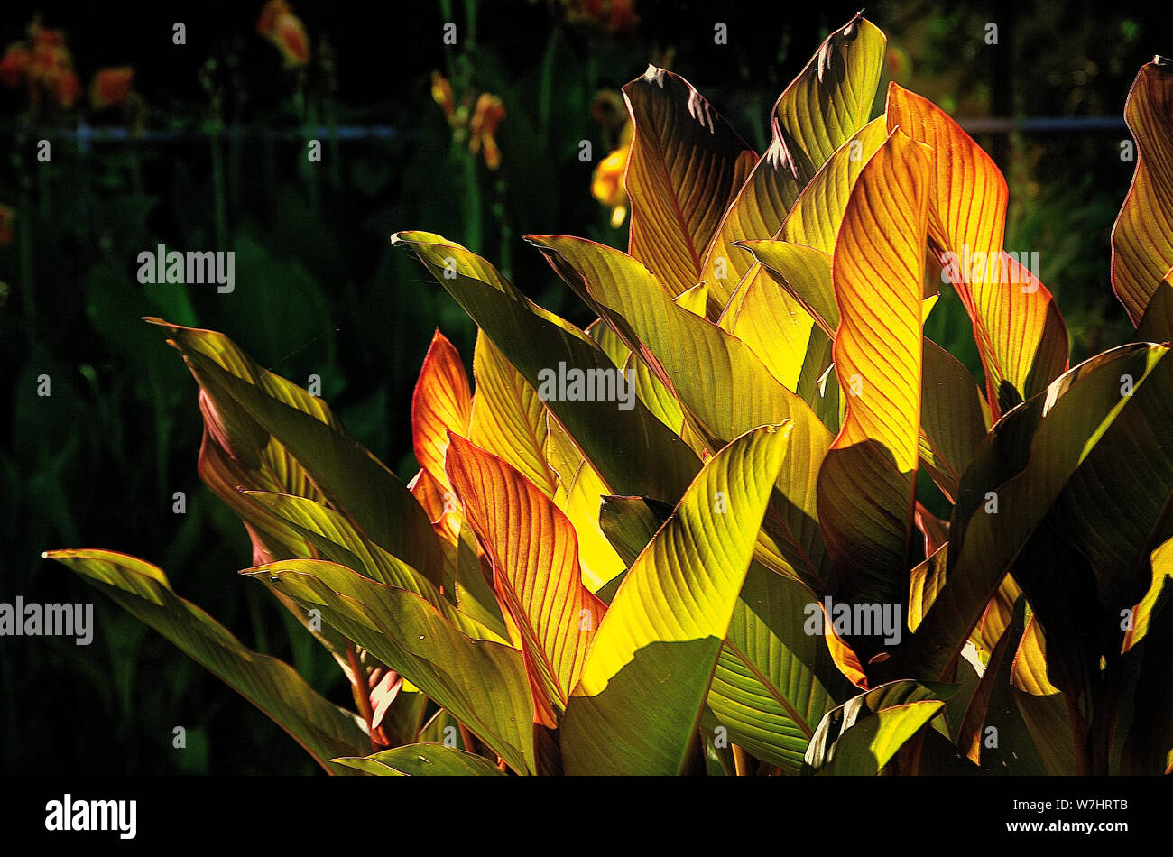 Canna lily leaves in the late afternoon sunlight Stock Photo Alamy