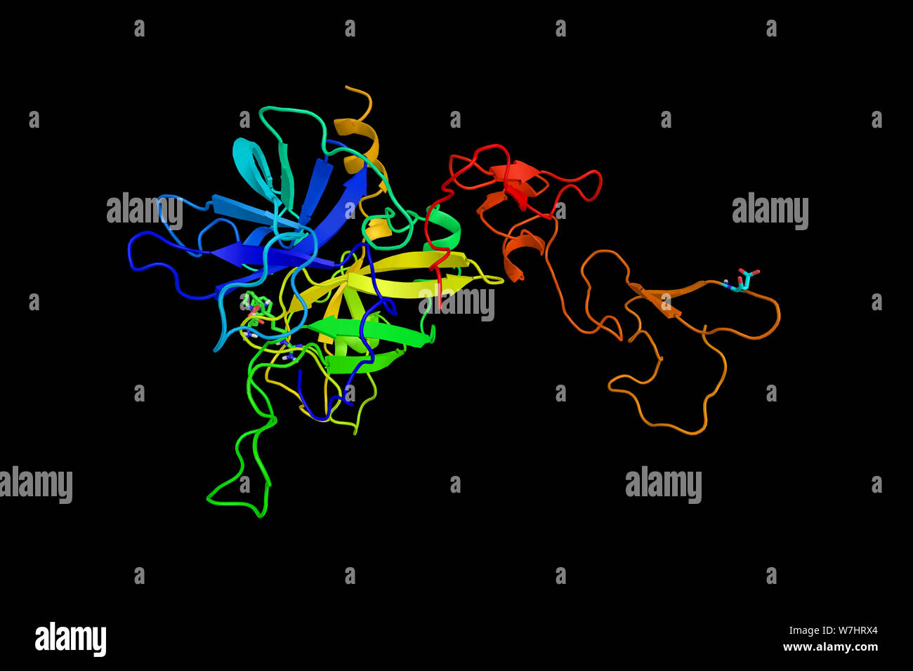 Protein C, a zymogen, the activated form of which plays an important role in regulating anticoagulation, inflammation, cell death, and maintaining the Stock Photo