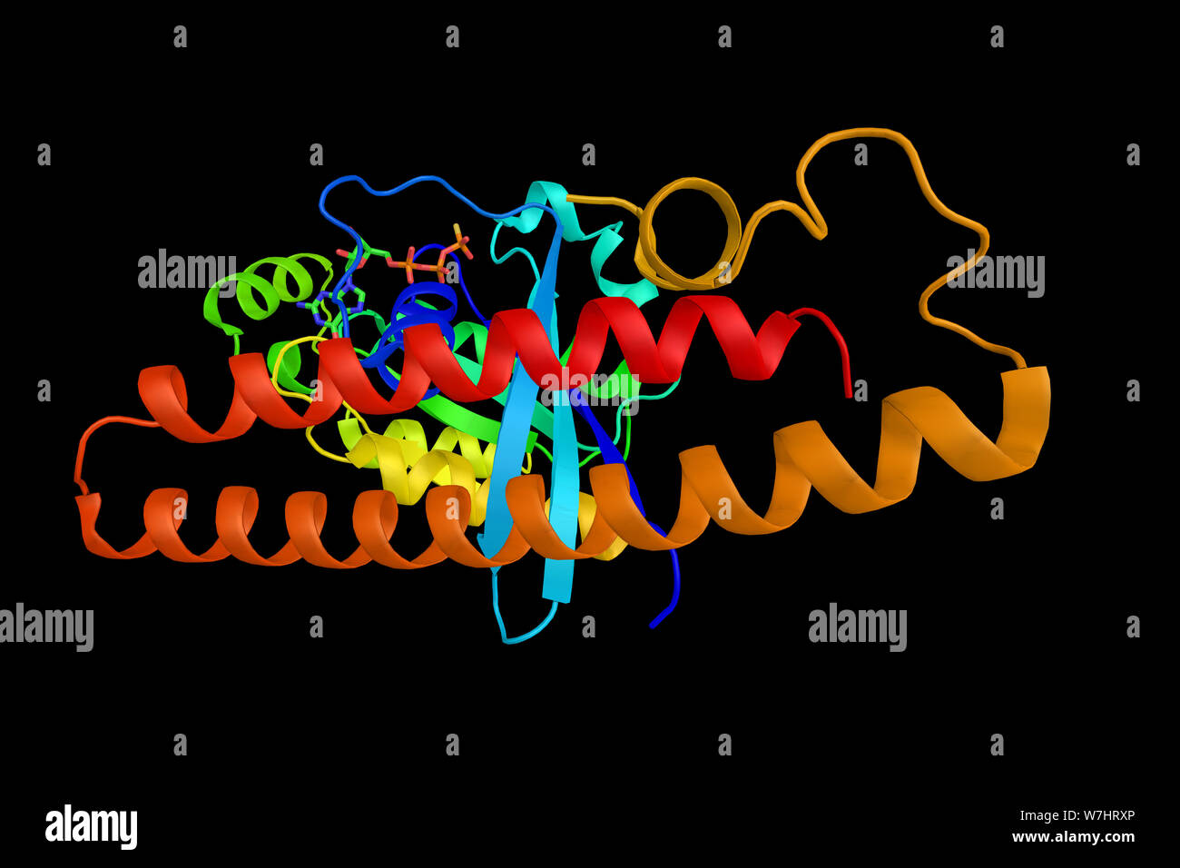 Protein kinase N1, an enzyme which may mediate the Rhodependent