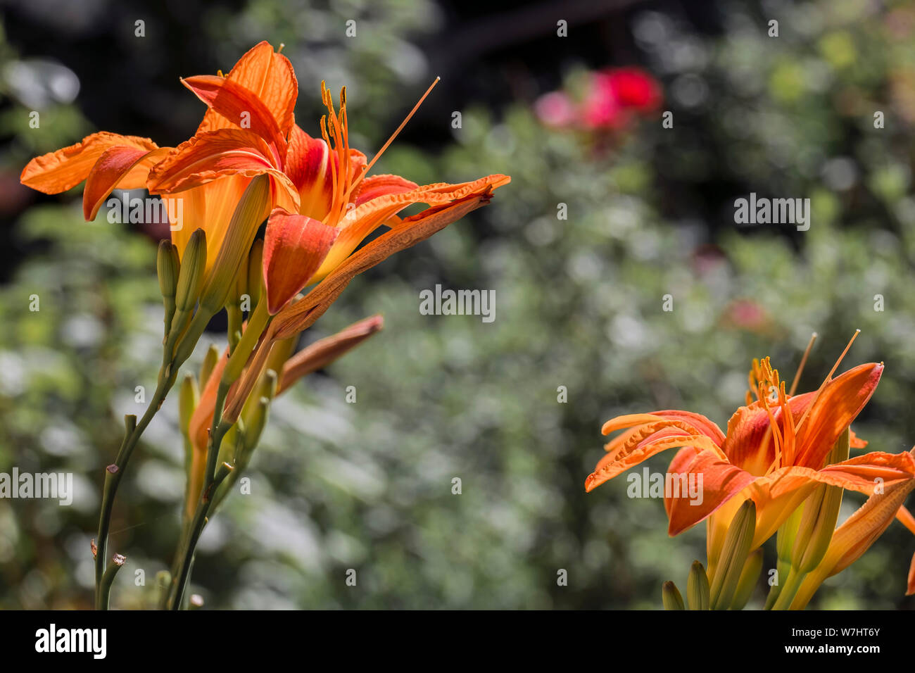 Asian Lilies vibrant orange (Lilium) Stock Photo