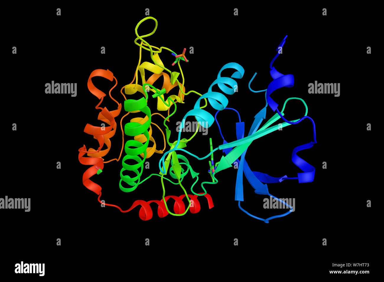 Serine/threonine-protein kinase 25, an enzyme that in humans is encoded by the STK25 gene. Involved in stress response. 3d rendering. Stock Photo