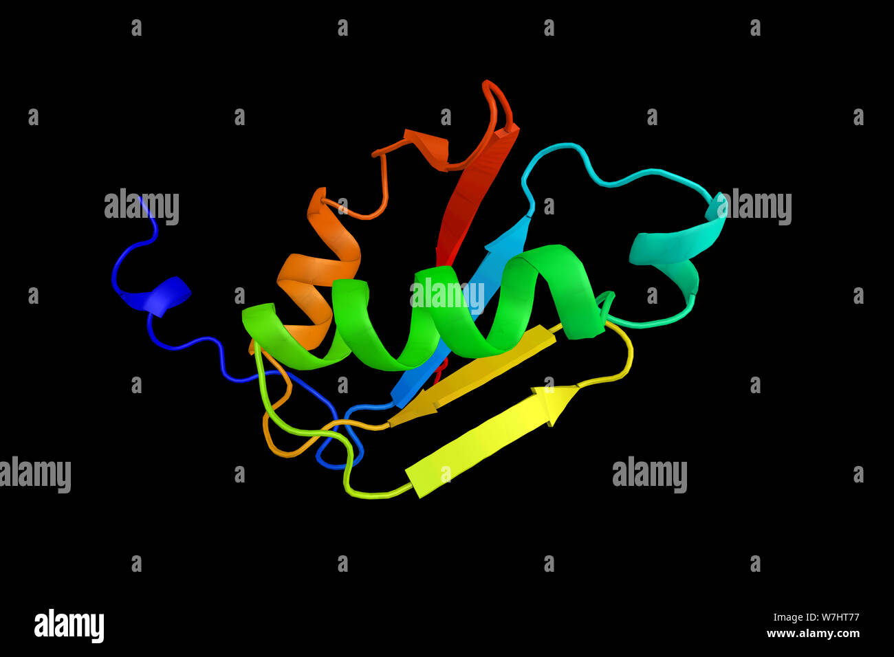 Synaptojanin 2, a protein which interacts with the C3 botulinum toxin substrate 1, which causes translocation of the encoded protein to the plasma mem Stock Photo
