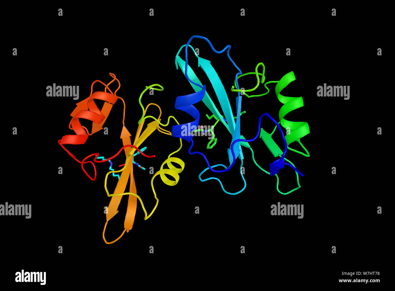 Proto-oncogene tyrosine-protein kinase Src, a non-receptor tyrosine kinase protein which phosphorylates specific tyrosine residues in other proteins. Stock Photo