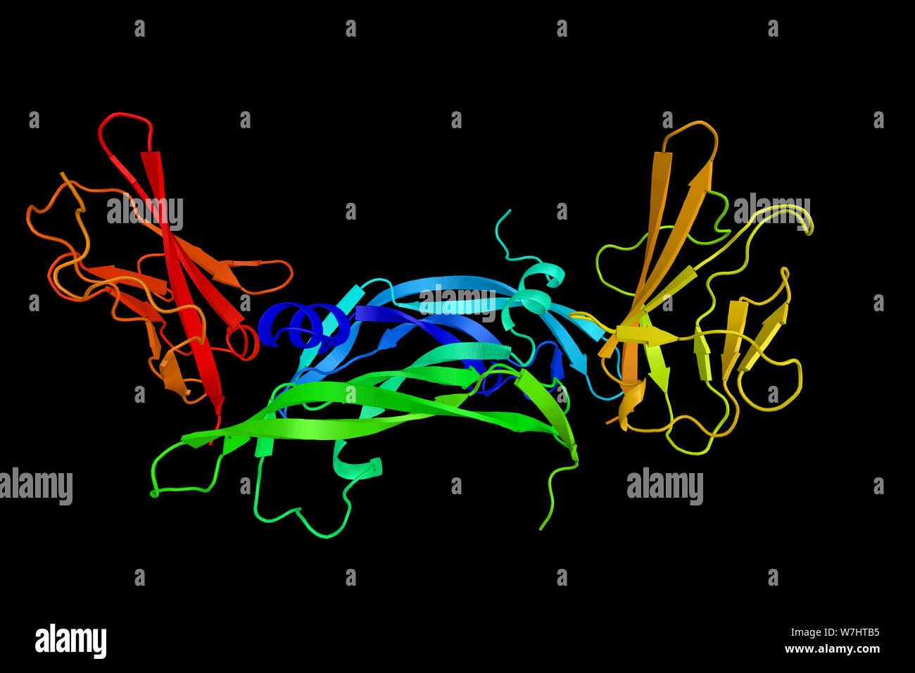 Vascular endothelial growth factor receptor 1, a protein that shows tyrosine protein kinase activity that is important for the control of cell prolife Stock Photo