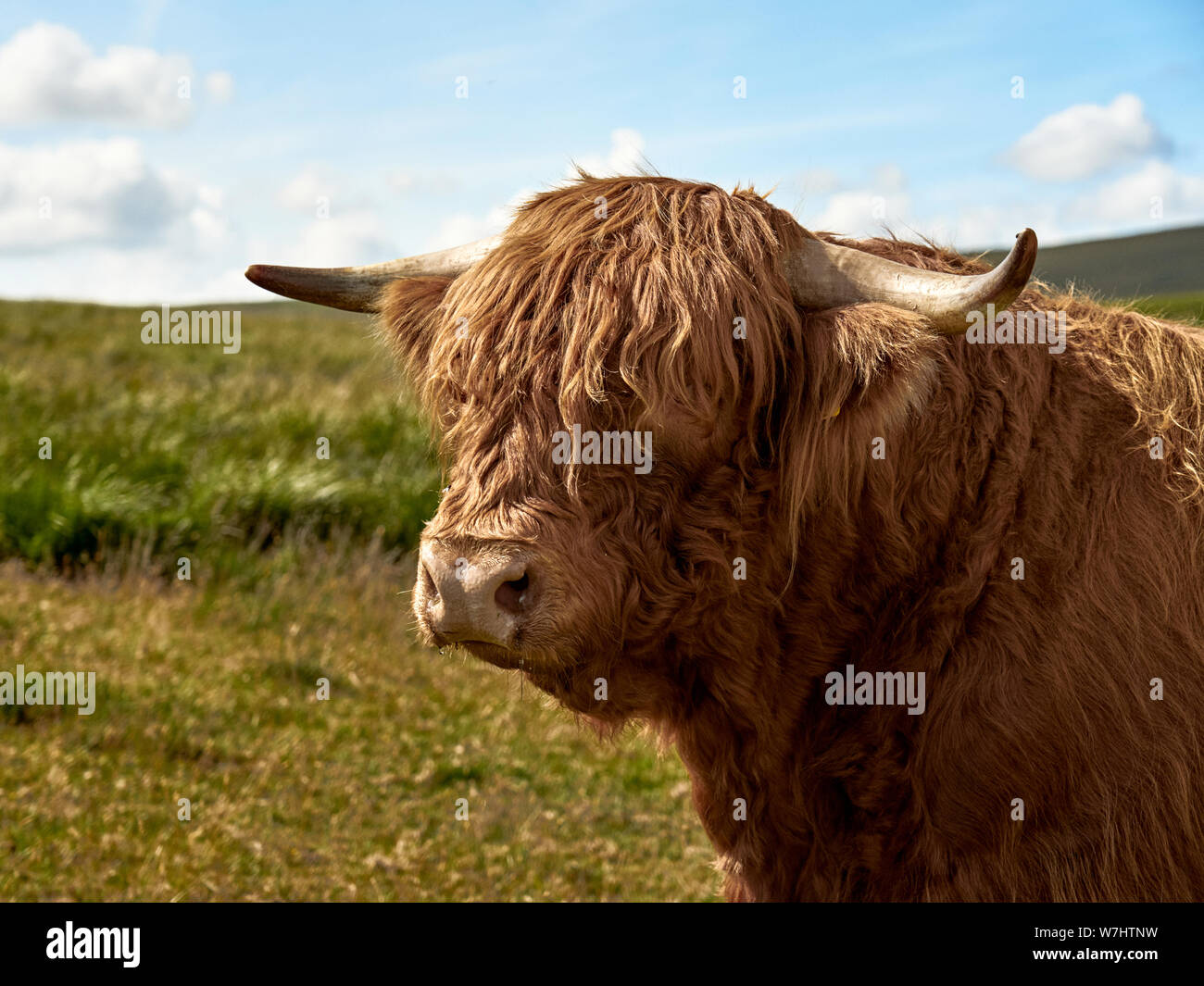 Highland cow standing proud Stock Photo