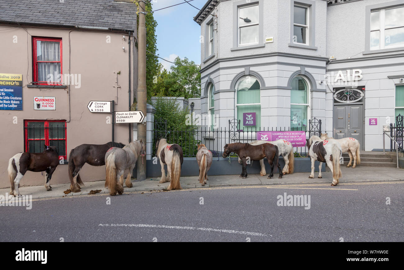 Dunmanway, Cork, Ireland. 06th August, 2019. Horses tied up outside the local bank at the Ballabuidhe Horse Fair that is held every August in Dunmanway, Co. Cork, Ireland. - Credit; David Creedon/Alamy Live News Stock Photo