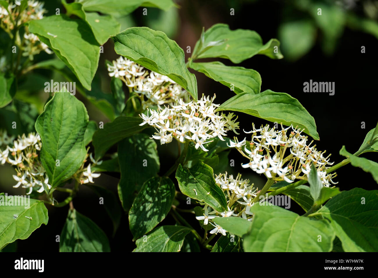 Flowering Siberian dogwood (Cornus alba) Stock Photo