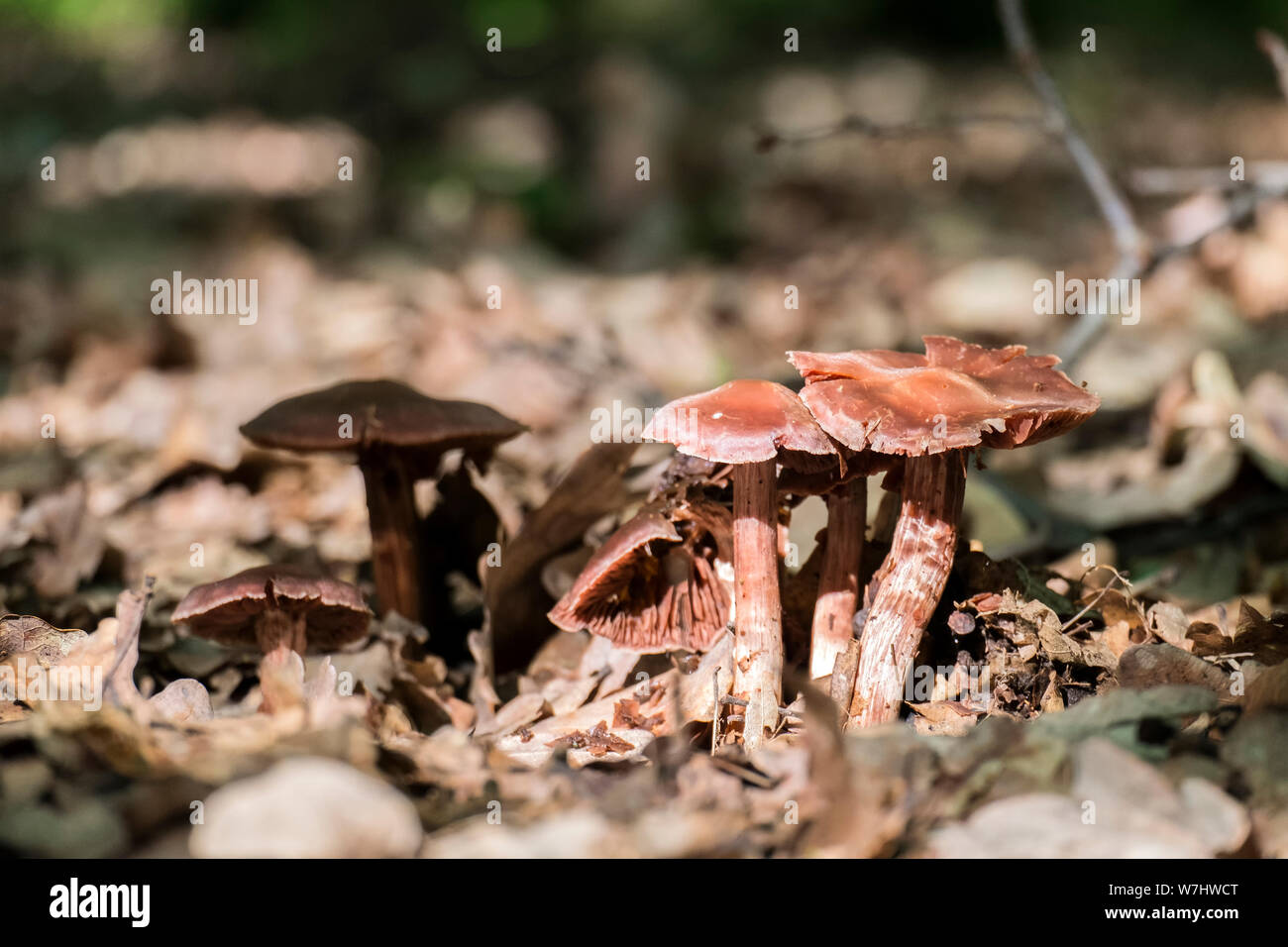 Inedible mushrooms. Old brown forest mushrooms Stock Photo