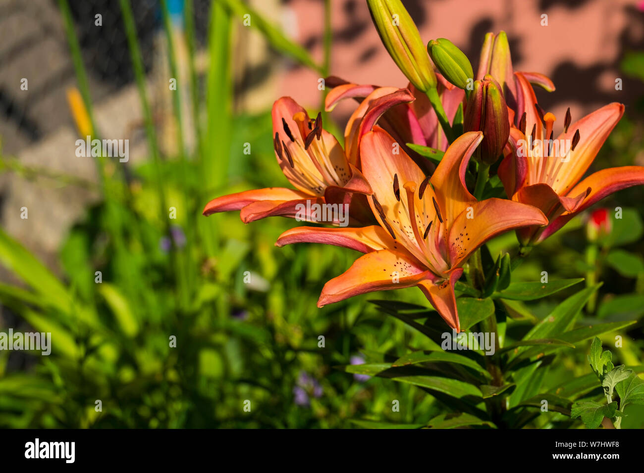 L.A. Hybrid Lilies Royal Sunset. Orange-pink-yellow flowers of lily (Lilium Royal Sunset) Stock Photo