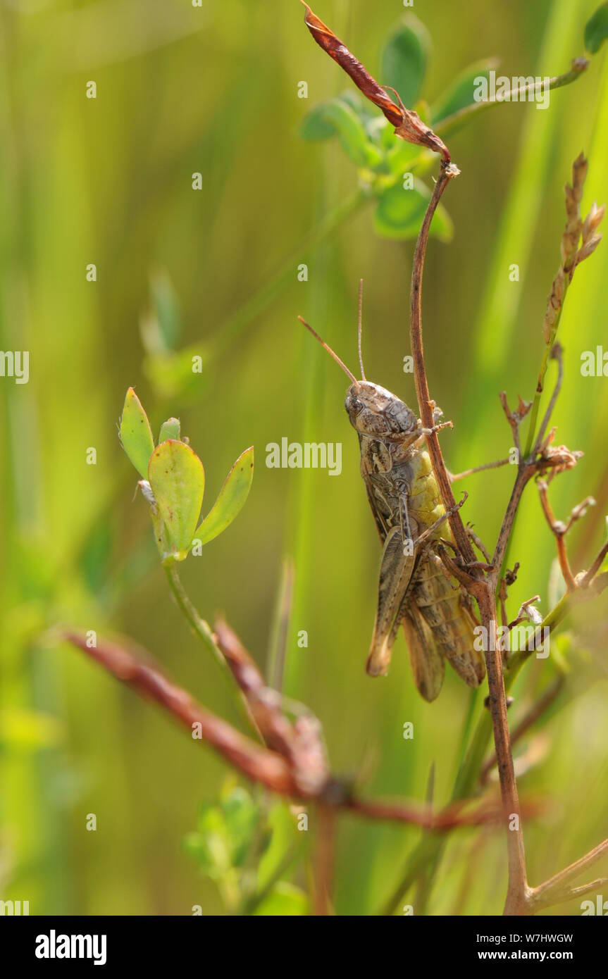 male grasshopper sitting on twig Stock Photo