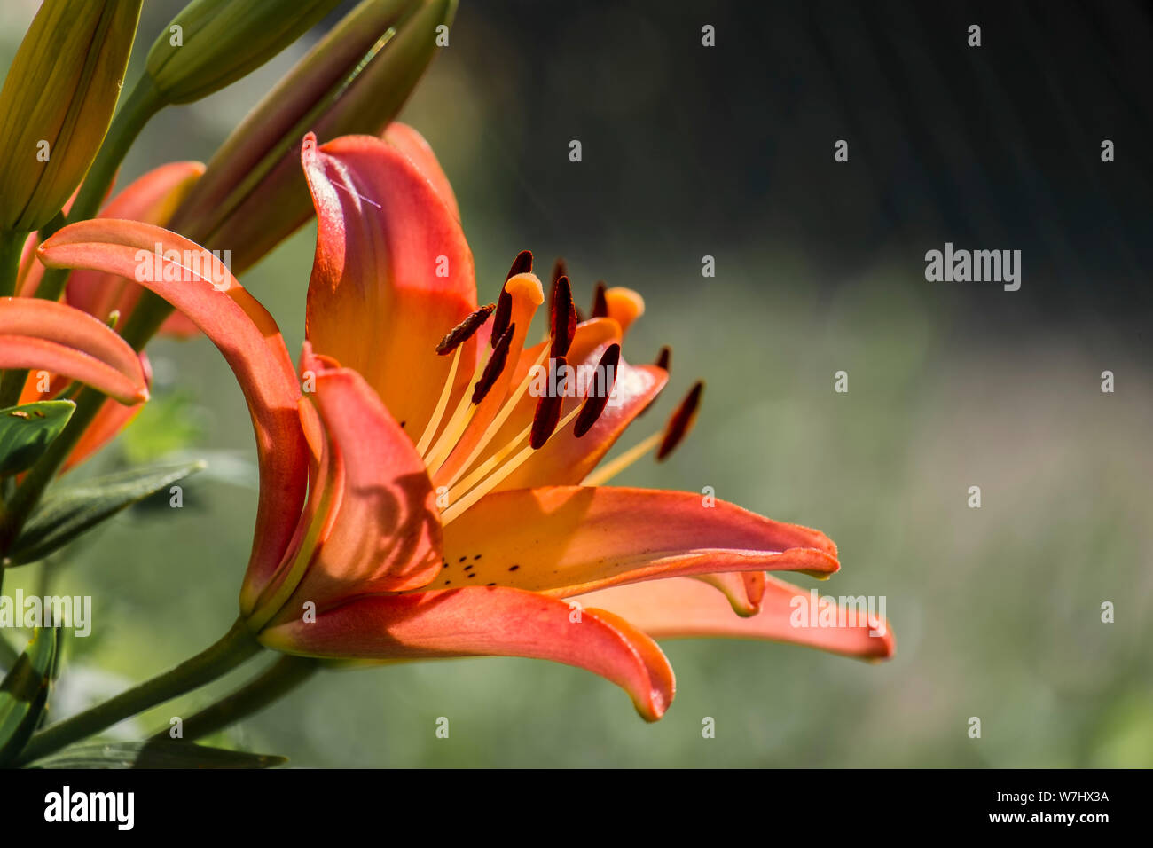 Orange-pink-yellow flower of lily varieties Royal Sunset Stock Photo