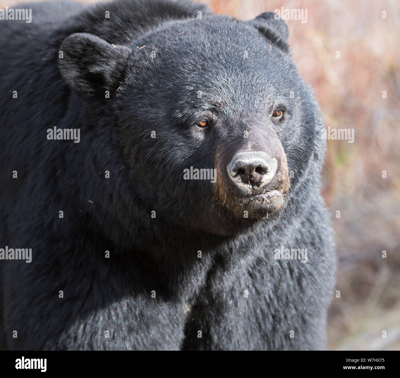 Black bear in the wild Stock Photo - Alamy