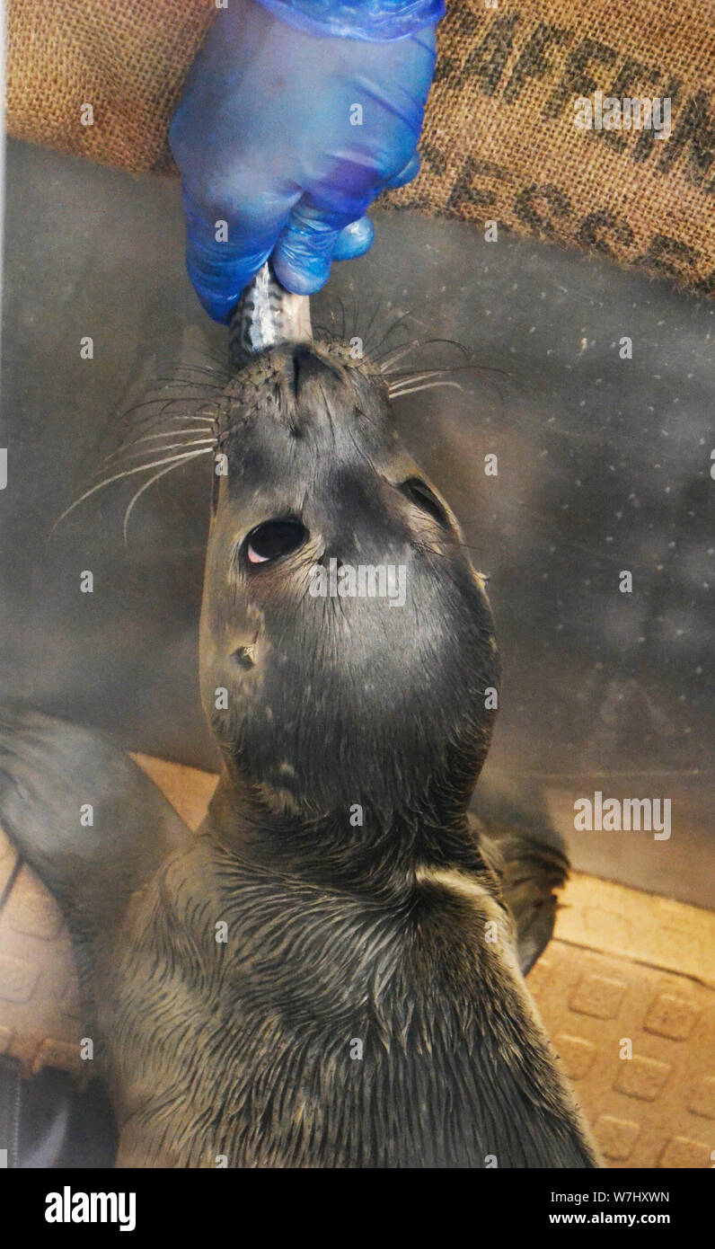 Rescued baby seal being fed at the Skegness Natureland Seal Sanctuary, Lincolnshire, UK Stock