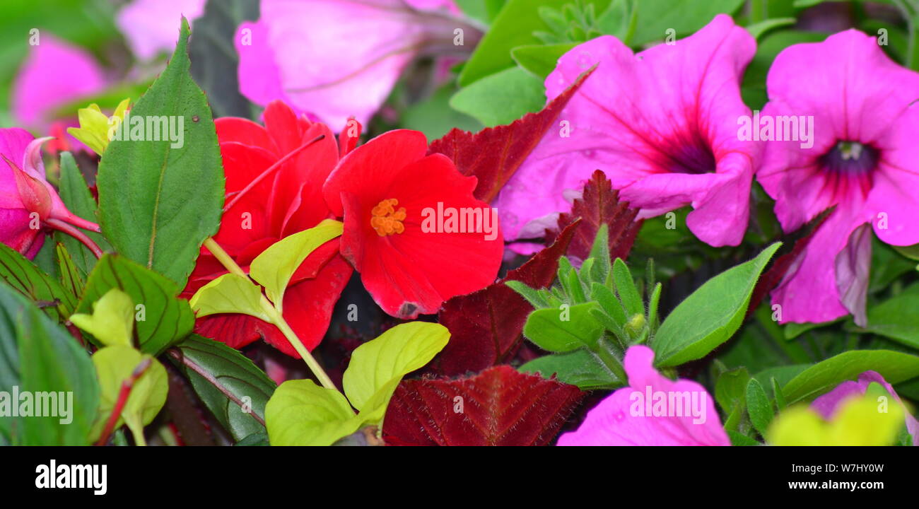 A colourful pink petunia, red large flowered begonia and yellow leaved Lysimachia nummularia 'Aurea' flowers in bloom in August in Manchester, uk Stock Photo