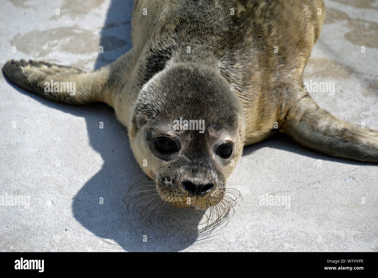 Baby seal at Skegness Natureland Seal Sanctuary, Lincolnshire, UK Stock Photo Alamy