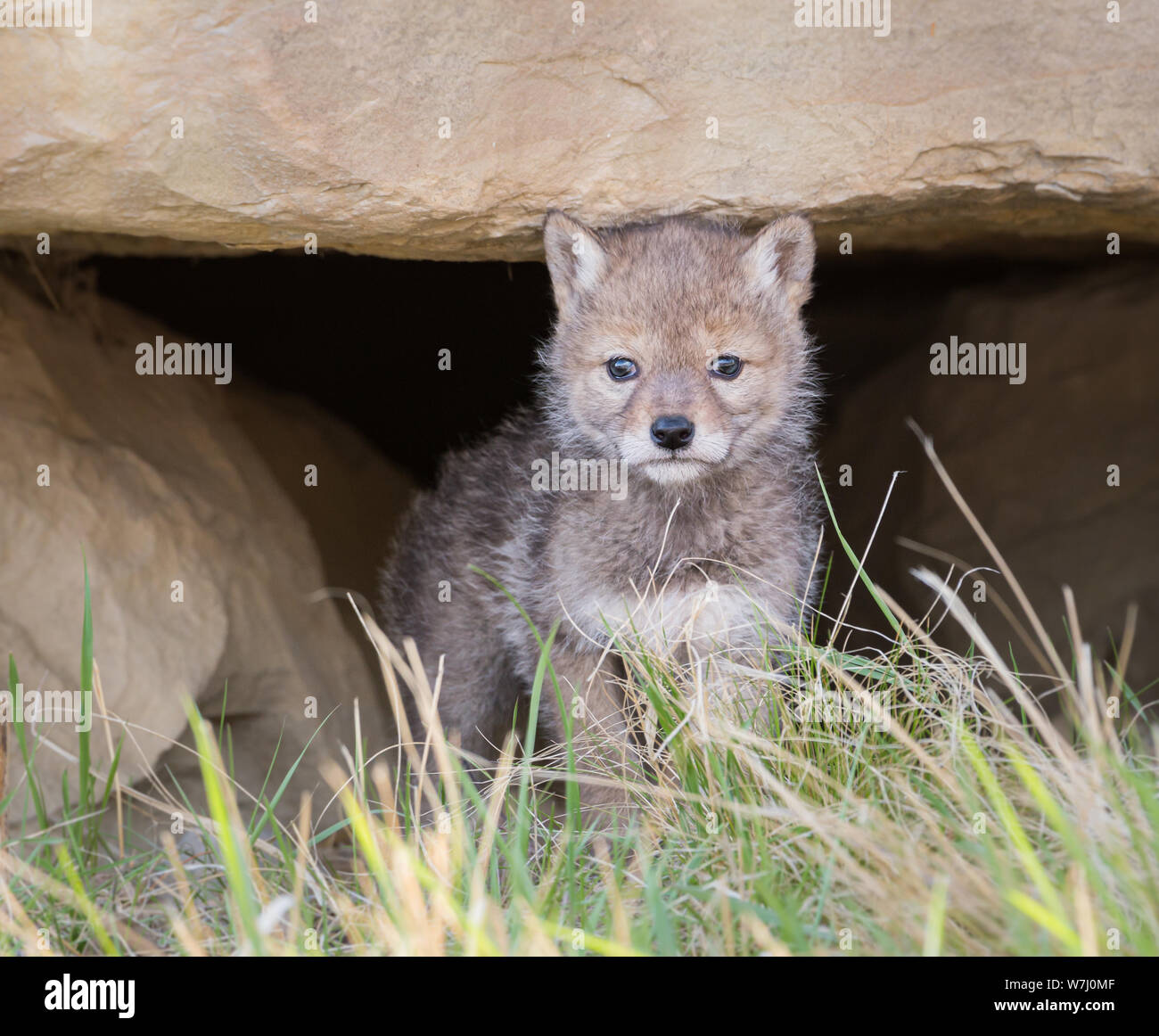 Coyote pup at its den Stock Photo Alamy