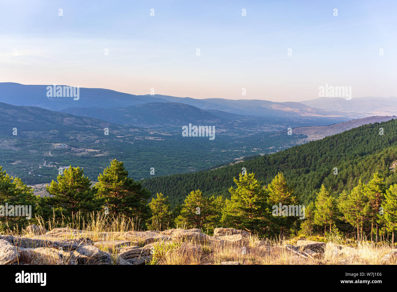 Mountain and pine tree forest landscape at sunset Stock Photo - Alamy