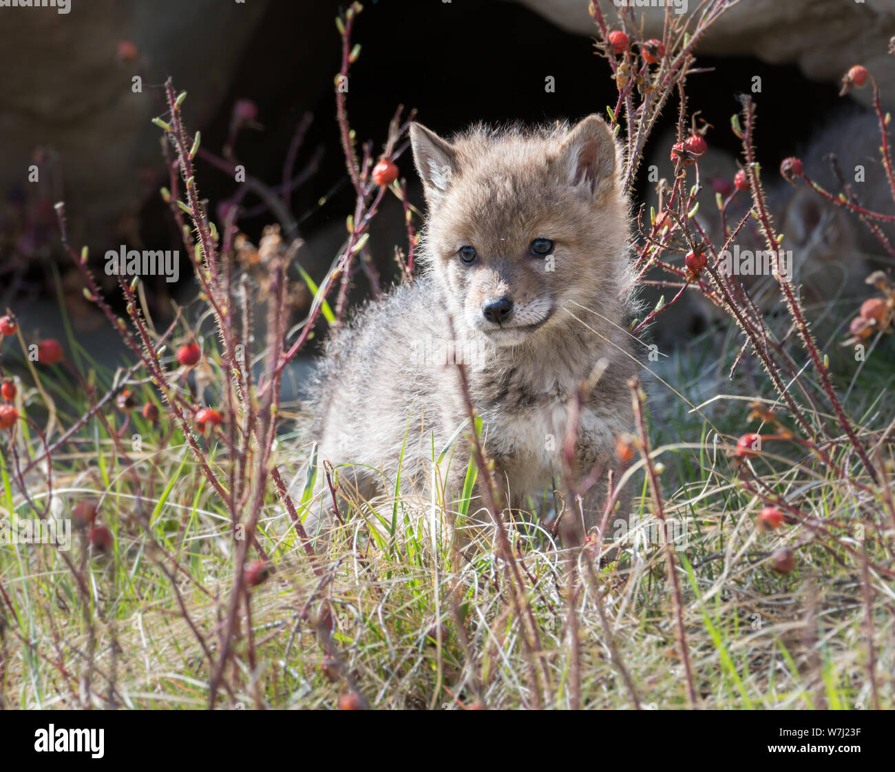 Coyote pup at its den Stock Photo Alamy