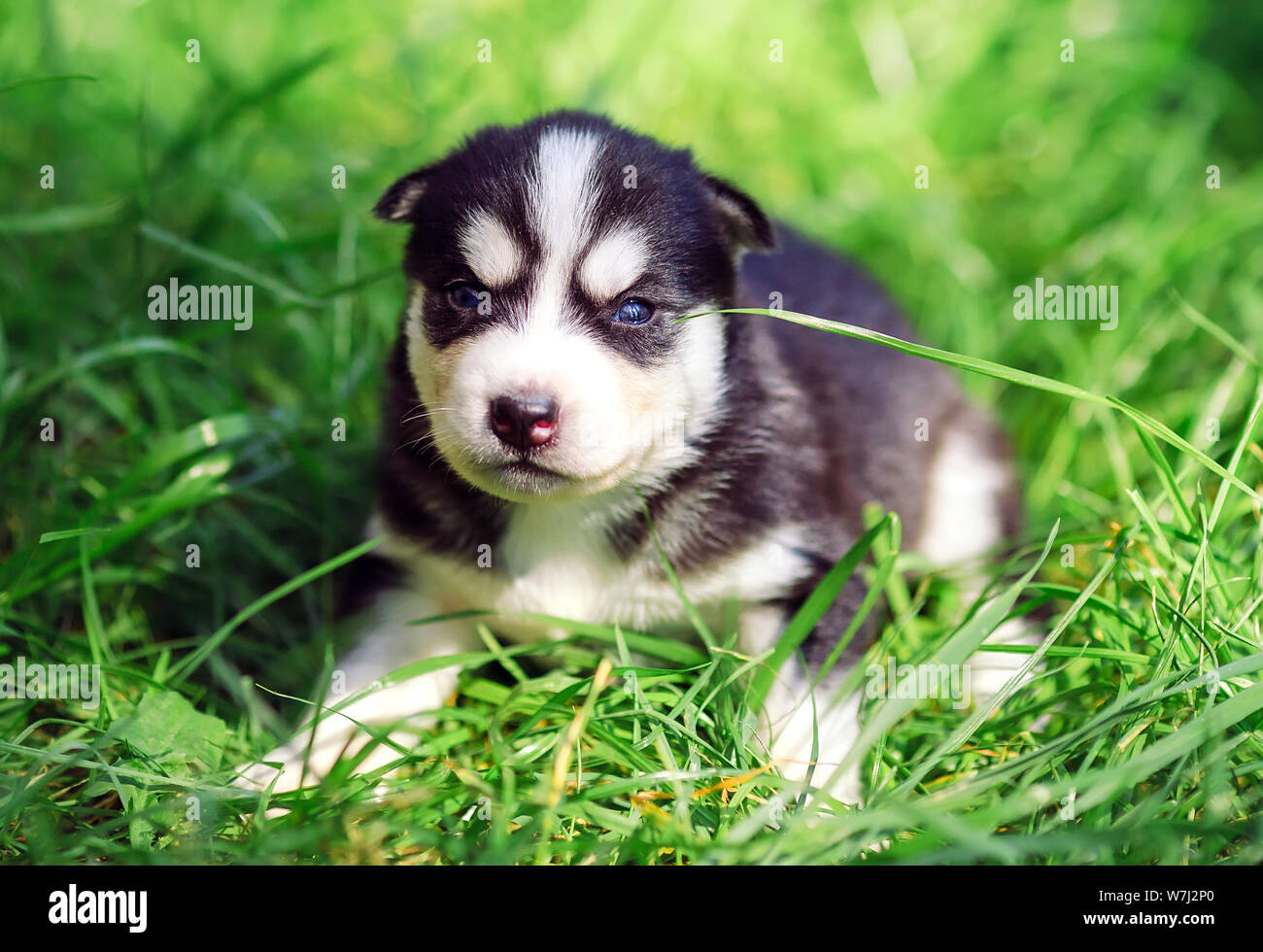 Siberian husky puppy on a green grass Stock Photo Alamy