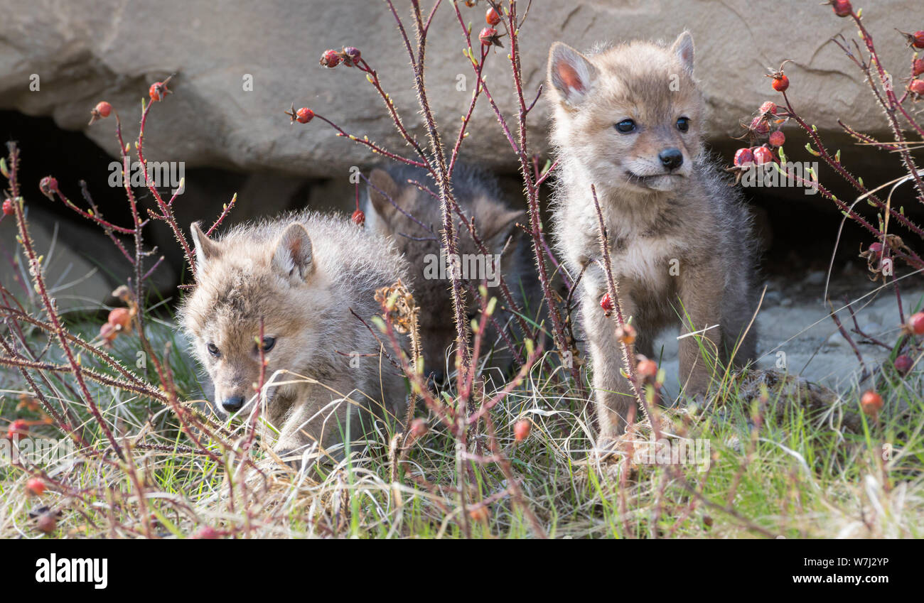 Coyote pup at its den Stock Photo Alamy