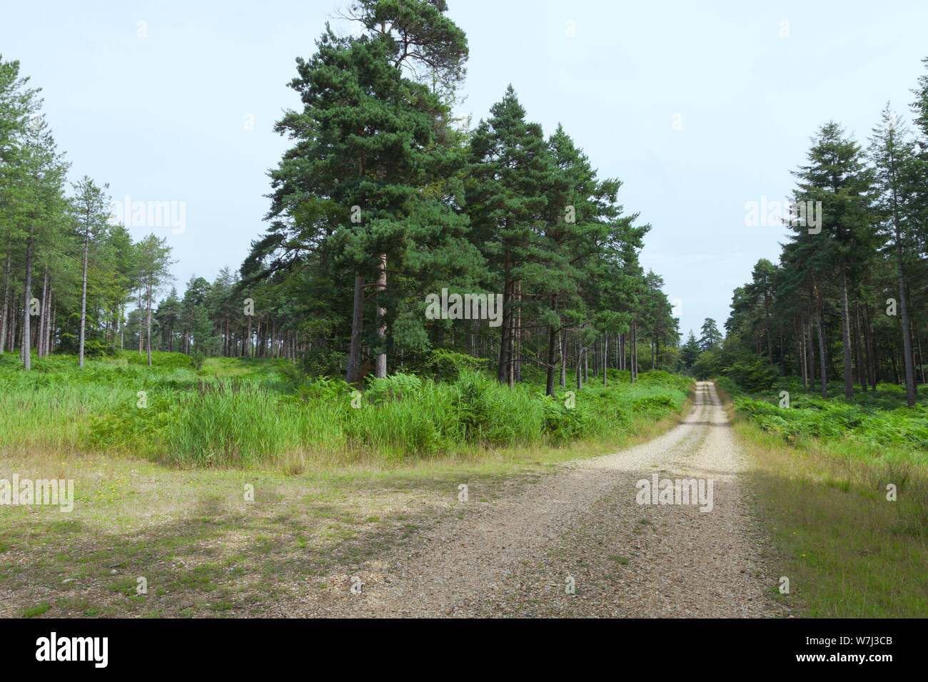 Wild track, footpath in a pine forest on a summer day . Stock Photo