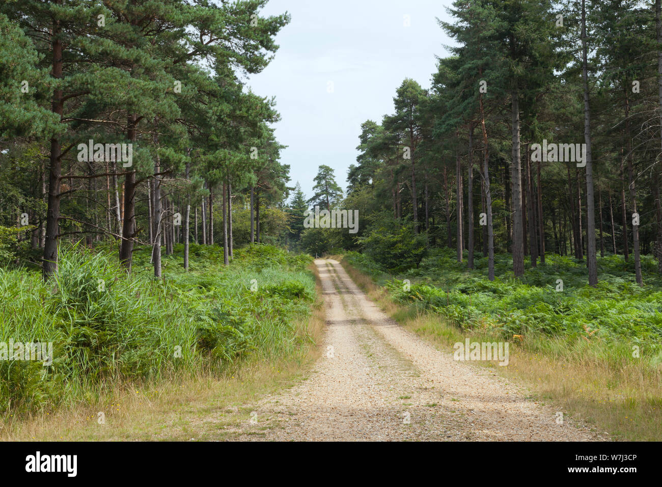 Walking path between pine trees, fern in a forest . Stock Photo
