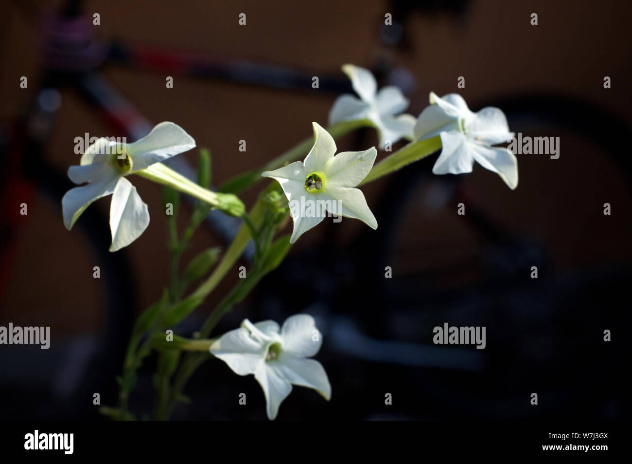 Jasmine like flowers hires stock photography and images Alamy