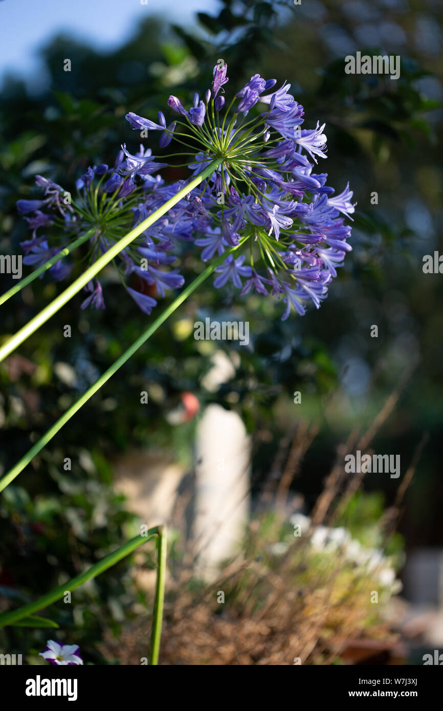 Agapanthus - Agapanthus africanus.  Agapanthus is a genus of herbaceous perennials that blooms in summer. In the Uk it is also know as African Lilly. Stock Photo