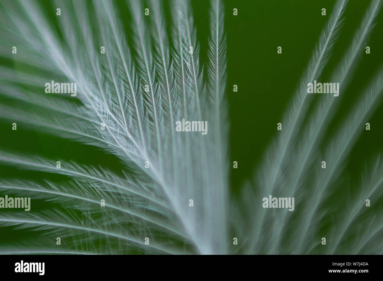 macro close-up of feather with blurry green grass in the background Stock Photo