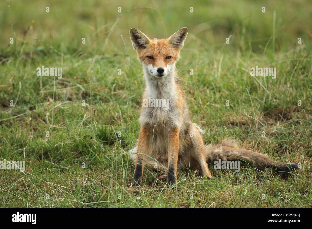 Red fox (Vulpes vulpes) Start of mange, infested by itch mites (Sarcoptes scabiei), Allgau, Bavaria, Germany Stock Photo