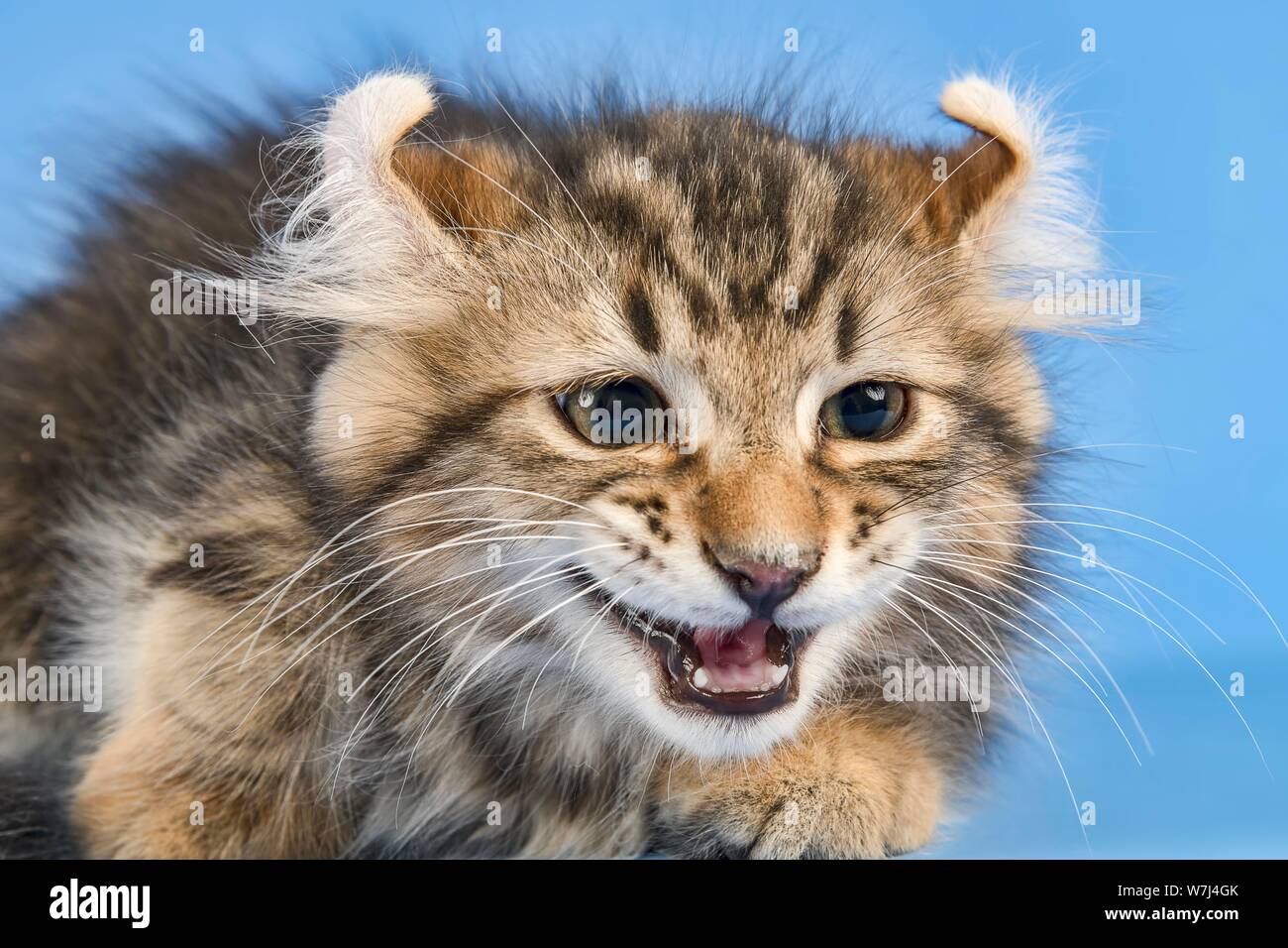 American Longhair Cat Stock Photos American Longhair Cat Stock