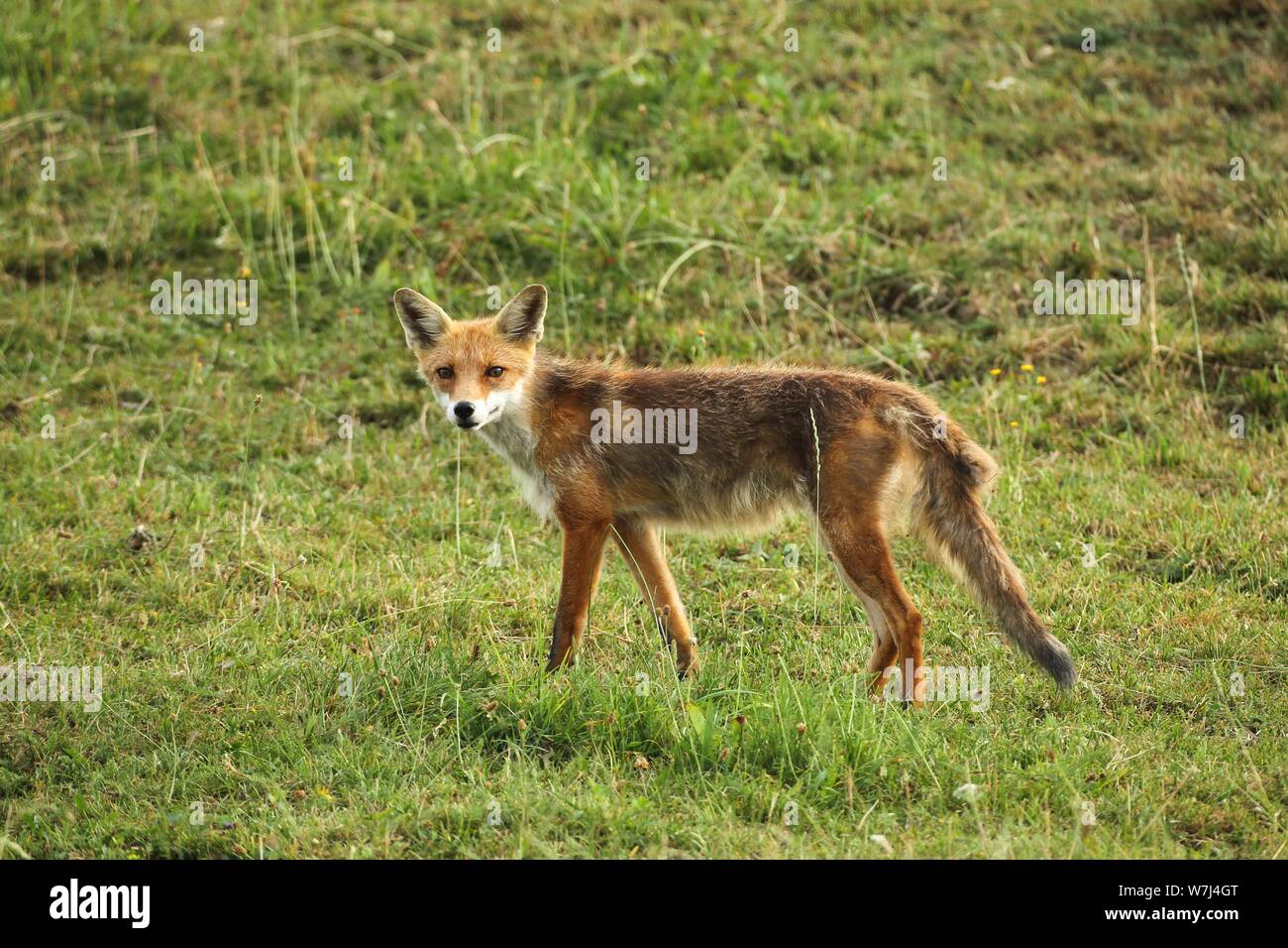 Red fox (Vulpes vulpes) Start of mange, infested by itch mites (Sarcoptes scabiei), Allgau, Bavaria, Germany Stock Photo