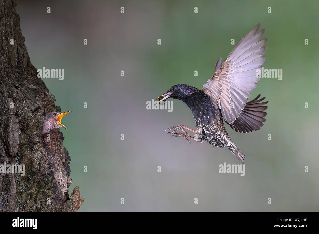 European Starling (Sturnus vulgaris), adult bird with beetle in its beak approaching the nest hole in the tree, young bird looks out with open beak Stock Photo